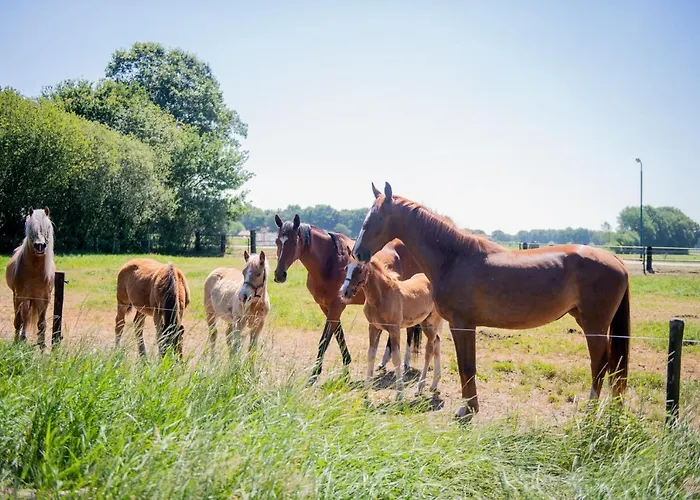 Szálloda Natuurpoort Loon 2*