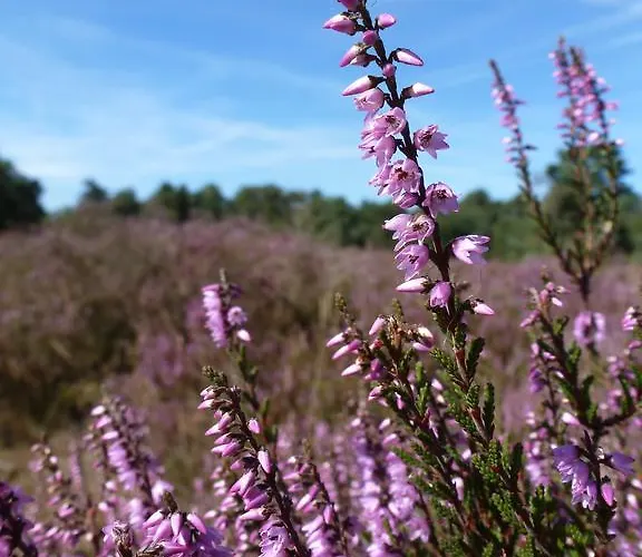 Natuurpoort Loon 2* Loon op Zand